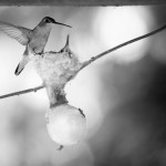 birds-bw